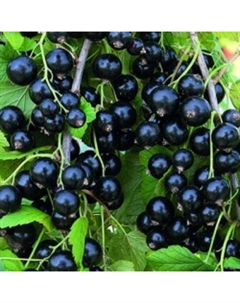 Саженец Смородина черная Александрина, С2 горшок, Н20-40 высота, 1 шт. Поиск