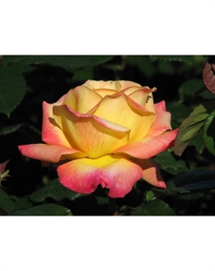 Роза Мейян чайно-гибридная Пульман Ориент Экспресс, C3,5 горшок, Н25-45 высота, 1 шт, Лето 2024  90 Поиск