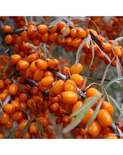 Саженец Облепиха Превосходная, C3 горшок, Н20-40 высота, 1 шт. Поиск