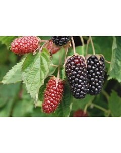 Саженец Ежевика Коламбия Стар, С2 горшок, Н20-40 высота, 1 шт. Поиск