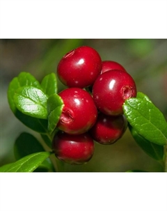 Саженец Брусника «Коралл», С2 горшок, Н10-30 высота, 1 шт., Лето 2025 Поиск