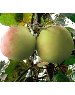 Саженец Яблоня карликовая Подснежник, С3 горшок, Н35-55 высота, 1 шт. Поиск