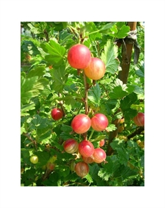 Саженец Крыжовник Шершневский, С2 горшок, Н20-40 высота, 1 шт., Лето 2025 Поиск