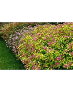 Саженец Спирея японская Голдфлейм, С2 горшок, Н10-50 высота, 1 шт. Поиск