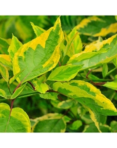 Саженец Дерен белый Шпети, С2 горшок, Н10-50 высота, 1 шт. Поиск