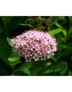 Саженец Спирея березолистная Пинк Спаклер, С2 горшок, Н10-50 высота, 1 шт. Поиск