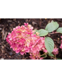 Саженец Гортензия метельчатая Строберри Блоссом, С3 горшок, Н10-50 высота, 1 шт. Поиск