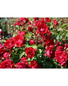 Саженец Роза канадская плетистая Генри Келси, C3.5 горшок, Н25-45 высота, 1 шт. Поиск