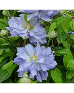 Саженец Клематис крупноцветковый Блю Даймонд, С2 горшок, Н20-40 высота, 1 шт., Лето 2025 Поиск