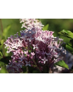 Саженец Сирень «Мейера Джозе», С2 горшок, Н10-50 высота, 1 шт. Поиск