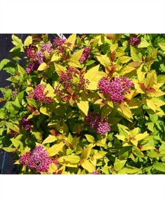 Саженец Спирея японская Мерло Стар, С2 горшок, Н10-50 высота, 1 шт., Лето 2025 Поиск