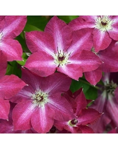 Саженец Клематис крупноцветковый «Вива Полония», С2 горшок, Н20-40 высота, 1 шт., Лето 2025 Поиск