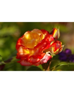 Саженец Роза флорибунда Румба, C3.5 горшок, Н25-45 высота, 1 шт. Поиск