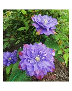 Саженец Клематис крупноцветковый Блю Экспложен, С2 горшок, Н20-40 высота, 1 шт., Лето 2025 Поиск