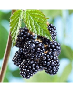 Саженец Ежевика Блэк Сатин, С2 горшок, Н20-40 высота, 1 шт. Поиск