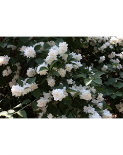 Саженец Жасмин садовый (Чубушник) Шнеештурм, С2 горшок, Н10-50 высота, 1 шт., Лето 2025 Поиск