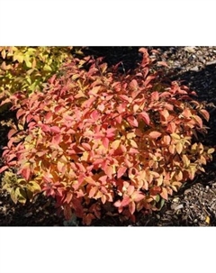 Саженец Спирея японская «Литтл Флейм», С2 горшок, Н10-50 высота, 1 шт., Лето 2025 Поиск