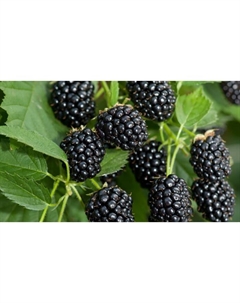 Саженец Ежевика «Хевен Кэн Вэйт», С2 горшок, Н20-40 высота, 1 шт., Лето 2025 Поиск