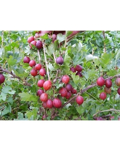 Саженец Крыжовник Хиннонмаен пунайнен, С2 горшок, Н20-40 высота, 1 шт., Лето 2025 Поиск