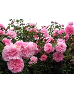 Саженец Роза канадская парковая Джон Дэвис, морозостойкая, C3.5 горшок, Н25-45 высота, 1 шт. Поиск