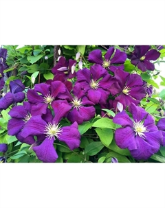 Саженец Клематис крупноцветковый «Этуаль Виолетт», С2 горшок, Н20-40 высота, 1 шт., Лето 2025 Поиск