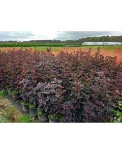 Саженец Пузыреплодник калинолистный Ред Барон, С3 горшок, Н10-50 высота, 1 шт. Поиск