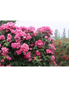 Саженец Роза плетистая Пинк Клод, C3.5 горшок, Н25-45 высота, 1 шт. Поиск