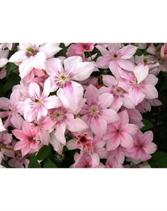 Саженец Клематис крупноцветковый Пинк Фентези, С2 горшок, Н20-40 высота, 1 шт., Лето 2025 Поиск