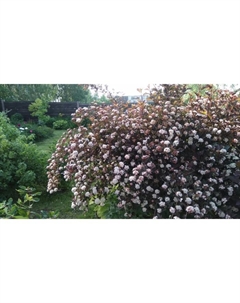 Саженец Пузыреплодник калинолистный Саммэ Вайн, С3 горшок, Н10-50 высота, 1 шт. Поиск