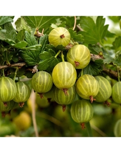 Саженец Крыжовник Берилл, С2 горшок, Н20-40 высота, 1 шт., Лето 2025 Поиск