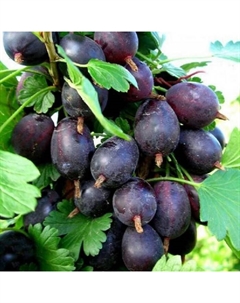 Саженец Крыжовник Черномор, С2 горшок, Н20-40 высота, 1 шт., Лето 2025 Поиск