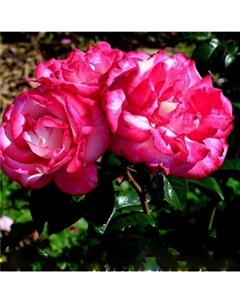 Саженец Роза плетистая Хэндель, C3.5 горшок, Н25-45 высота, 1 шт. Поиск