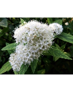 Саженец Спирея японская Альбифлора, С2 горшок, Н10-50 высота, 1 шт. Поиск