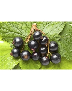 Саженец Смородина черная Мулатка, С2 горшок, Н20-40 высота, 1 шт. Поиск