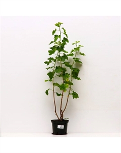 Саженец Йошта Моро, С2 горшок, Н20-40 высота, 1 шт. Поиск