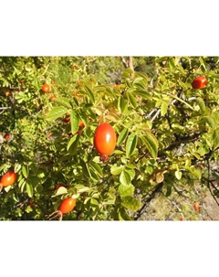 Саженец Шиповник Воронцовский 3, С2 горшок, Н15-35 высота, 1 шт. Поиск