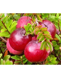 Саженец Клюква крупноплодная Стивенс, С2 горшок, Н10-30 высота, 1 шт., Лето 2025 Поиск