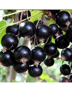 Саженец Смородина черная Орловская серенада, С2 горшок, Н20-40 высота, 1 шт. Поиск