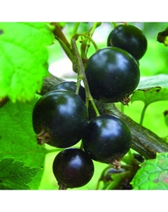 Саженец Смородина черная Черный жемчуг, С2 горшок, Н20-40 высота, 1 шт. Поиск