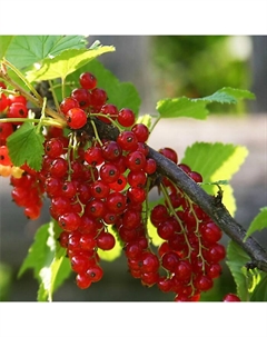 Саженец Смородина красная «Ранняя сладкая», С2 горшок, Н20-40 высота, 1 шт., Лето 2025 Поиск