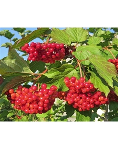 Саженец Калина красная Красная Гроздь, С2 горшок, Н15-35 высота, 1 шт. Поиск