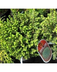 Саженец дерева Красный клен Ель сербская Karel