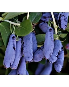 Саженец Жимолость съедобная Гордость Бакчара, горшок С2, 1 шт. Поиск