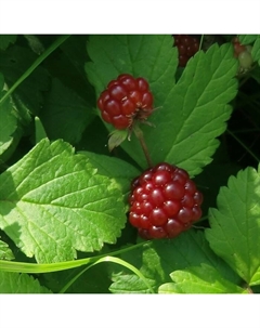 Саженец Княженика (Арктическая малина) Тария, горшок Р9, 1 шт. Поиск