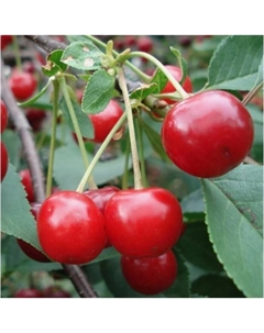 Саженец Вишня степная Изобильная, горшок С3, 1 шт. Поиск