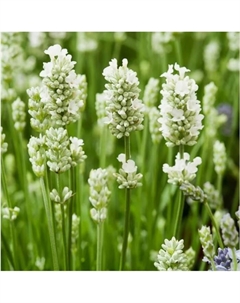 Саженец Лаванда узколистная Нана Альба, горшок С2, 1 шт. Поиск