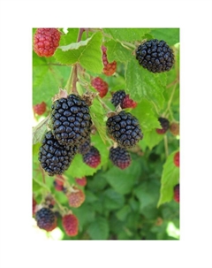 Саженец Ежевика «Трипл Краун», С2 горшок, Н20-40 высота, 1 шт., Лето 2025 Поиск