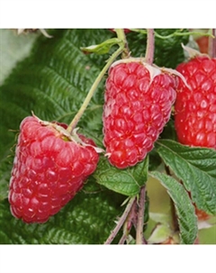 Саженец Малина ремонтантные сорта Брянское диво, С2 горшок, Н20-40 высота, 1 шт., Лето 2025 Поиск