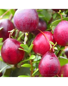 Саженец Клюква крупноплодная Пилигрим, С2 горшок, Н10-30 высота, 1 шт., Лето 2025 Поиск