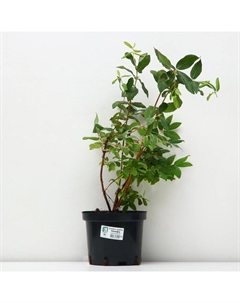 Саженец Жимолость съедобная Нимфа, С2 горшок, Н20-40 высота, 1 шт. Поиск